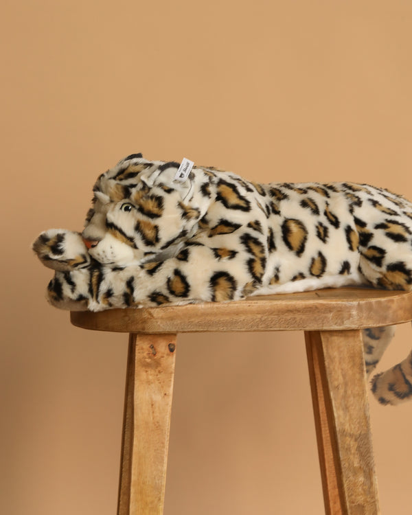 The Steiff XL Parddy Snow Leopard 21" is a lifelike plush toy with spotted fur, shown stretched out on a wooden stool against a plain beige background.