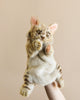 A person holds up a Leopard Cat Puppet against a plain beige background, showcasing its realistic features, fluffy fur, and pointed ears. Part of a unique plush animal collection, it resembles a tabby cat with a playful expression.